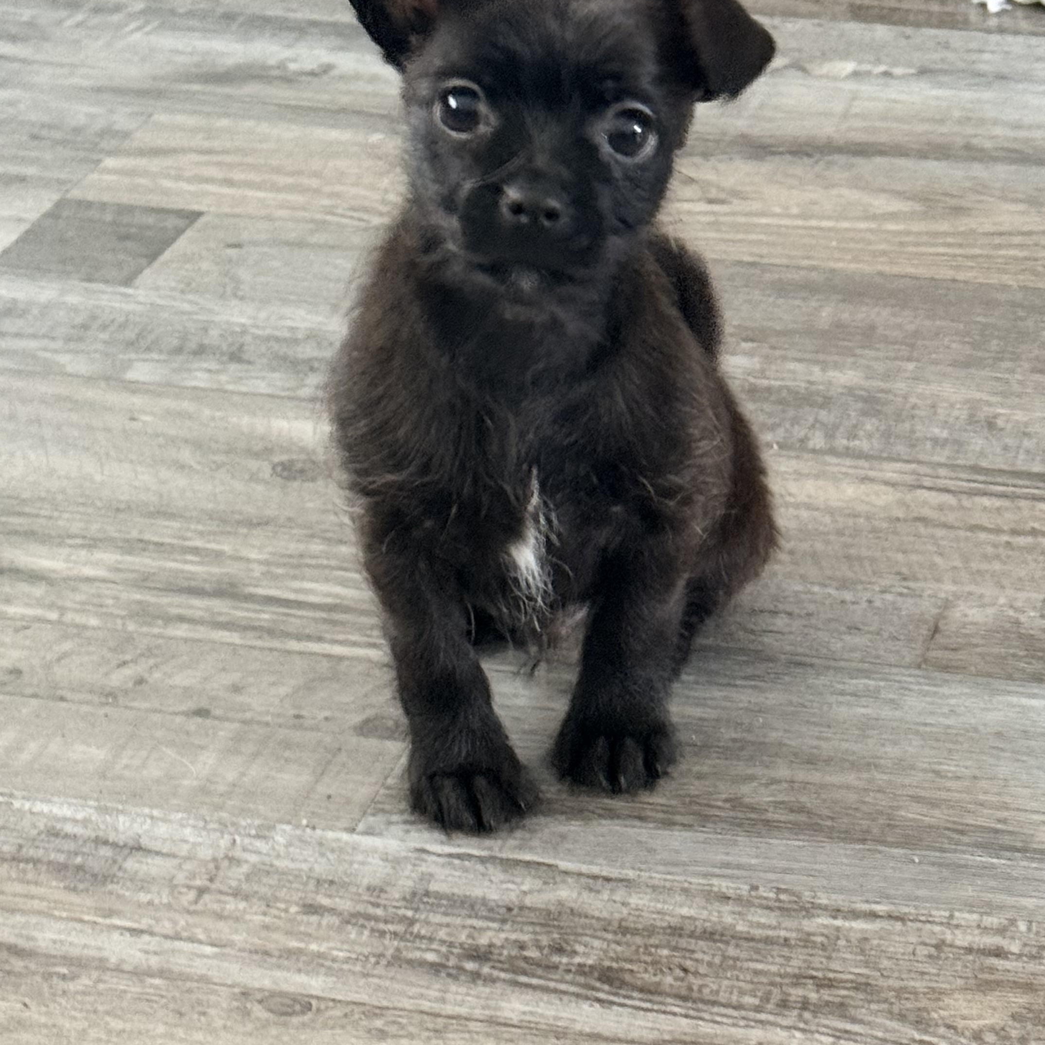 Enlarge Nacho, an adopted mixed breed in Copiague, NY image 3/4