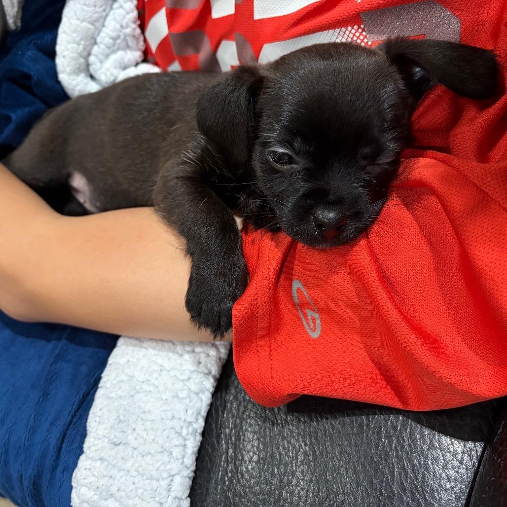 Enlarge Nacho, an adopted mixed breed in Copiague, NY image 2/4