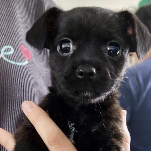 Nacho, adopted, Puppy Male Pug.