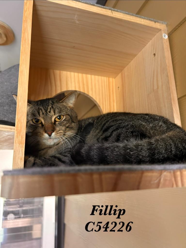 Fillip, Adoptable, Young Male British Shorthair.