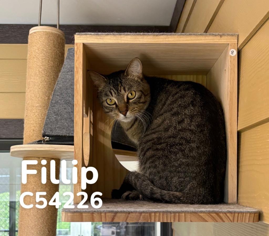 Enlarge Fillip, a Adoptable British Shorthair in Clarksville, TN image 2/2