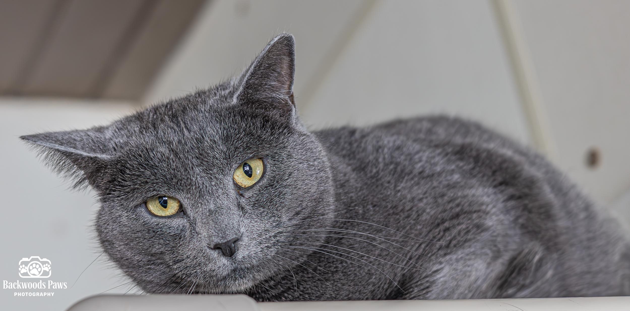 Enlarge Hopper, a Adoptable Domestic Short Hair in Ocean City, NJ image 2/3