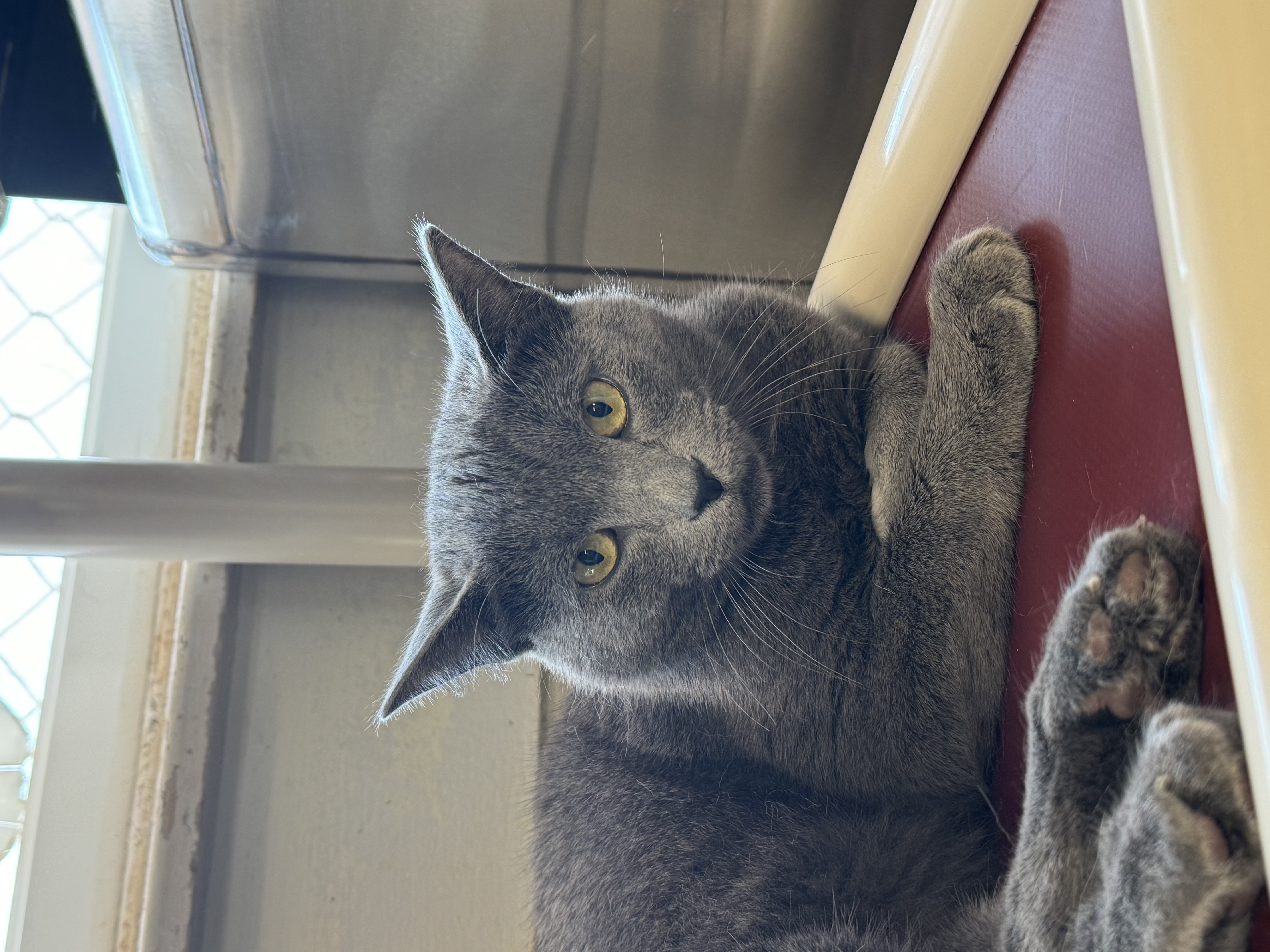 Enlarge Hopper, a Adoptable Domestic Short Hair in Ocean City, NJ image 1/1