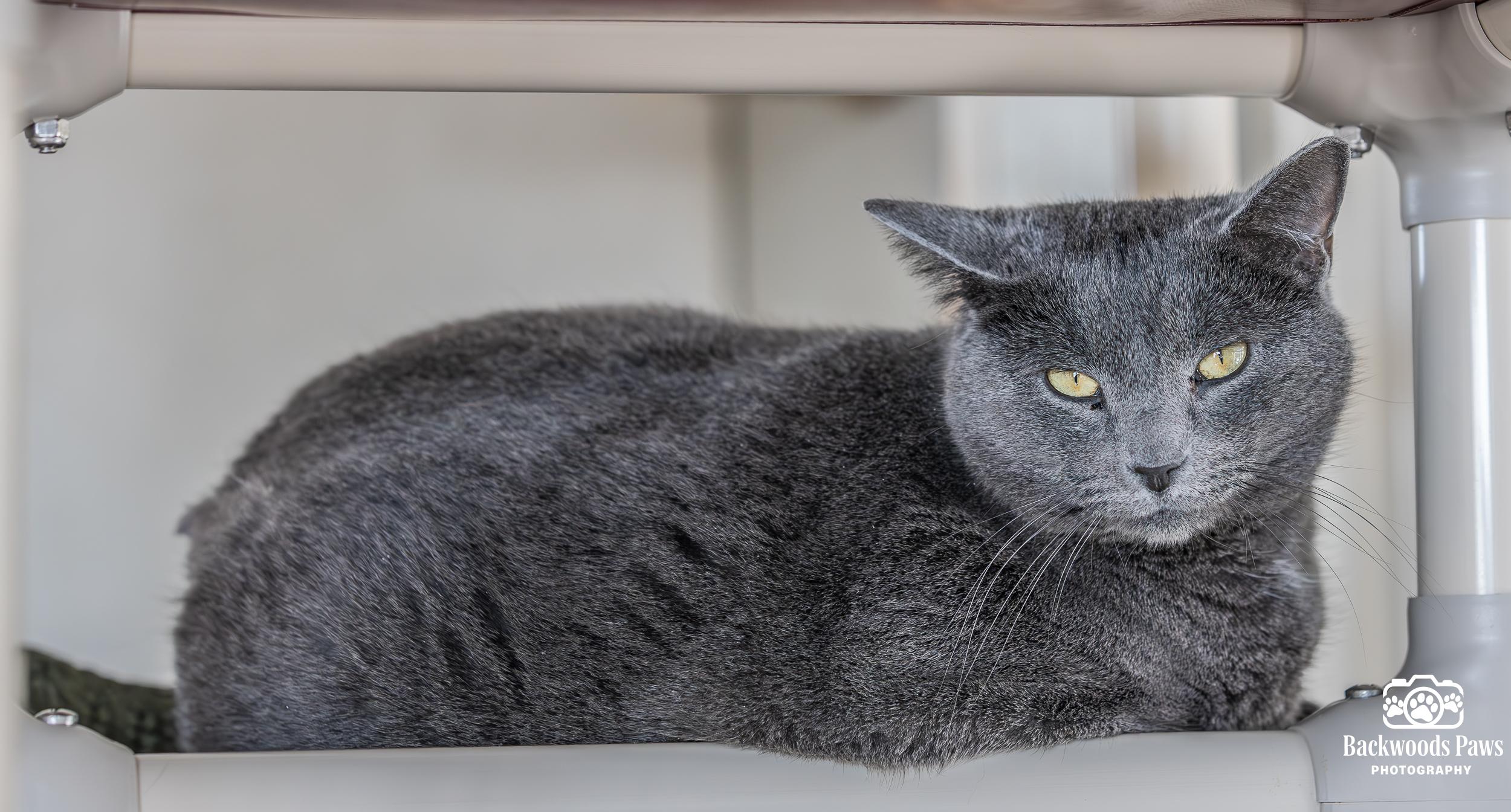 Enlarge Hopper, a Adoptable Domestic Short Hair in Ocean City, NJ image 1/3
