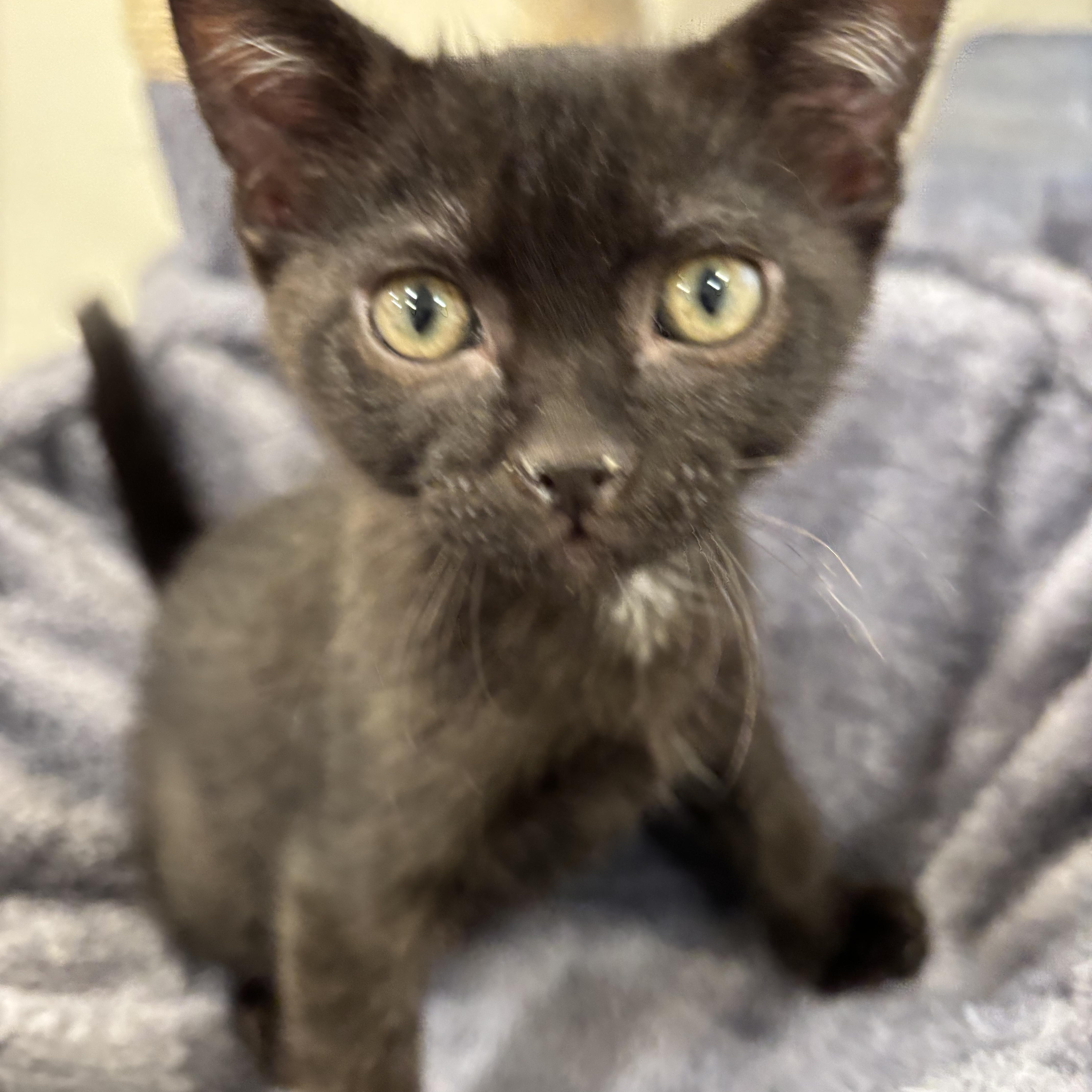 Enlarge Pepper, an adopted Domestic Short Hair in Salt Lake City, UT image 4/4