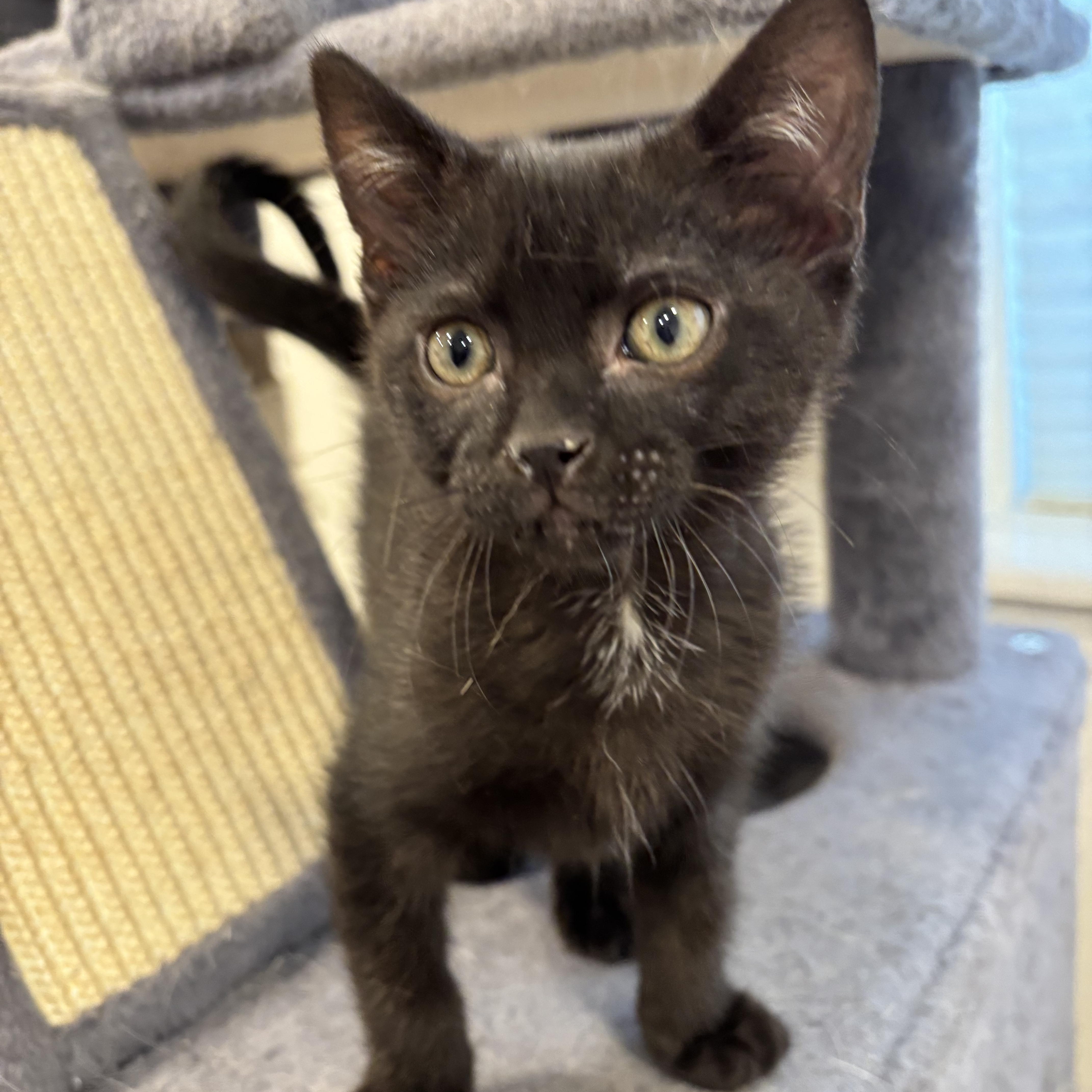 Enlarge Pepper, an adopted Domestic Short Hair in Salt Lake City, UT image 2/4