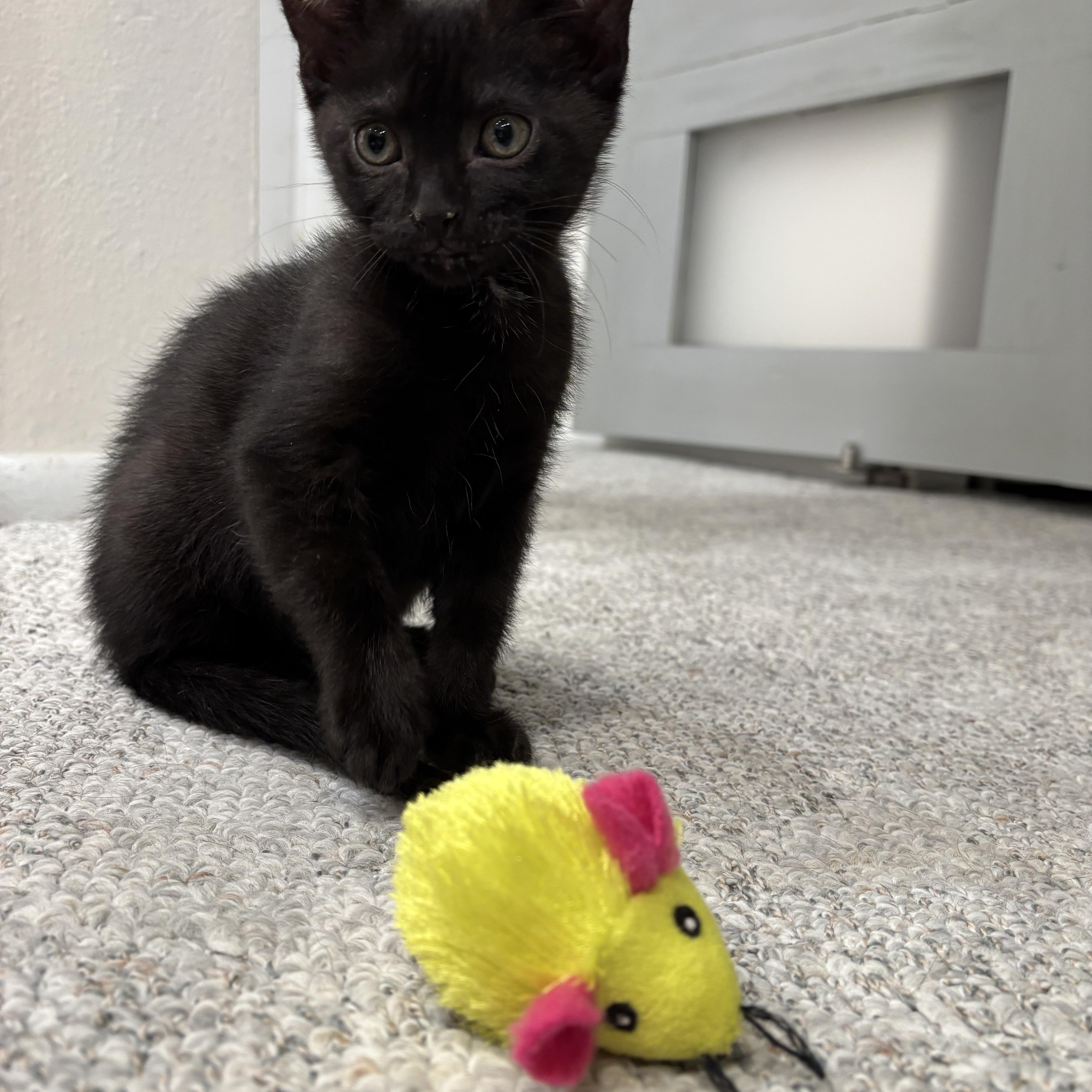 Enlarge Pepper, an adopted Domestic Short Hair in Salt Lake City, UT image 3/4