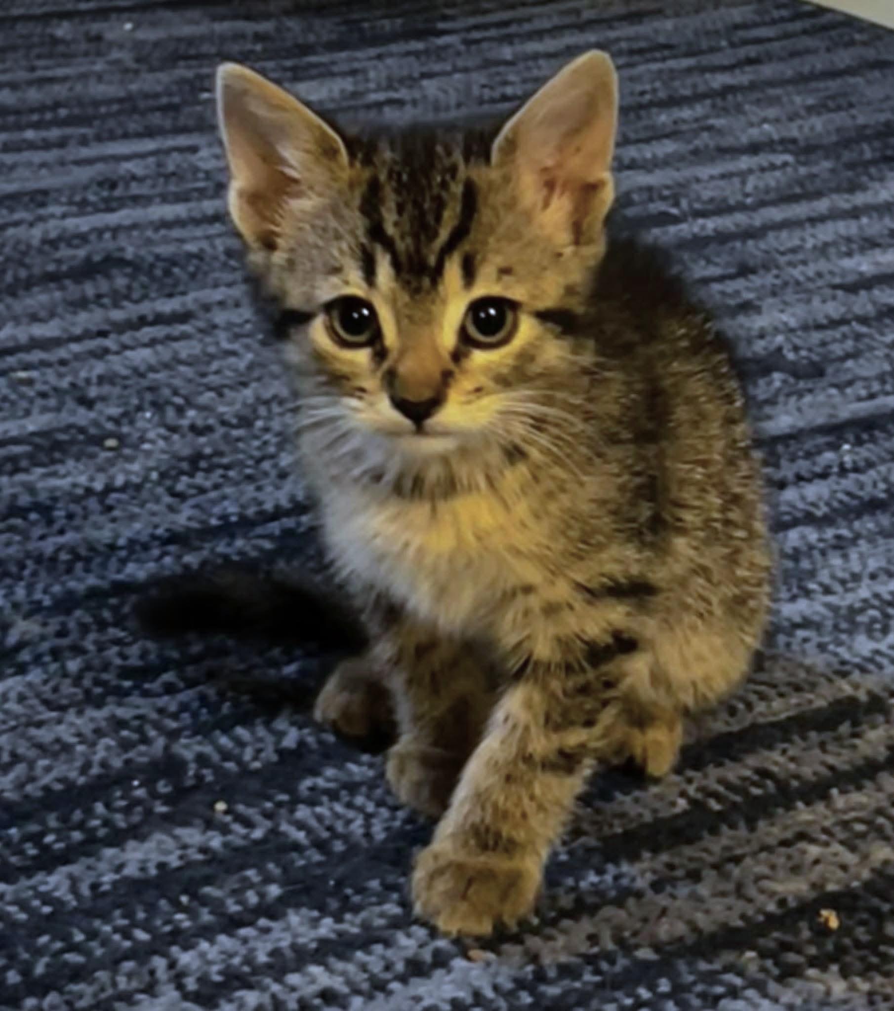 Brownie Batter, ADOPTABLE, Kitten Female Domestic Short Hair.