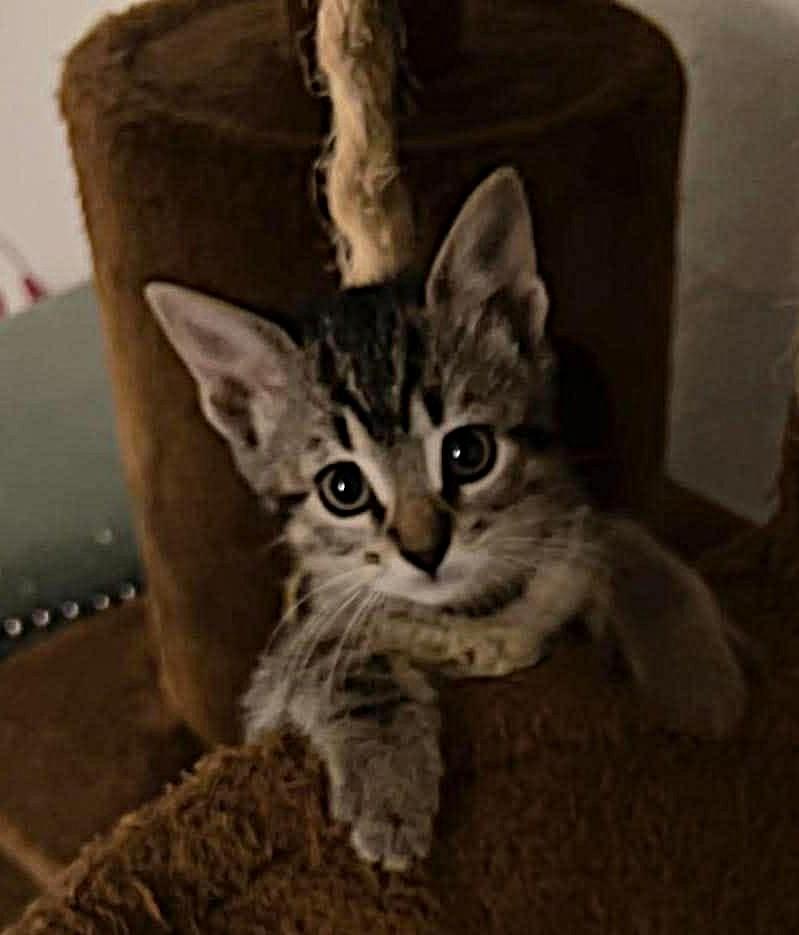 Brownie Batter, a ADOPTABLE Domestic Short Hair in Bloomsdale, MO image 3/5