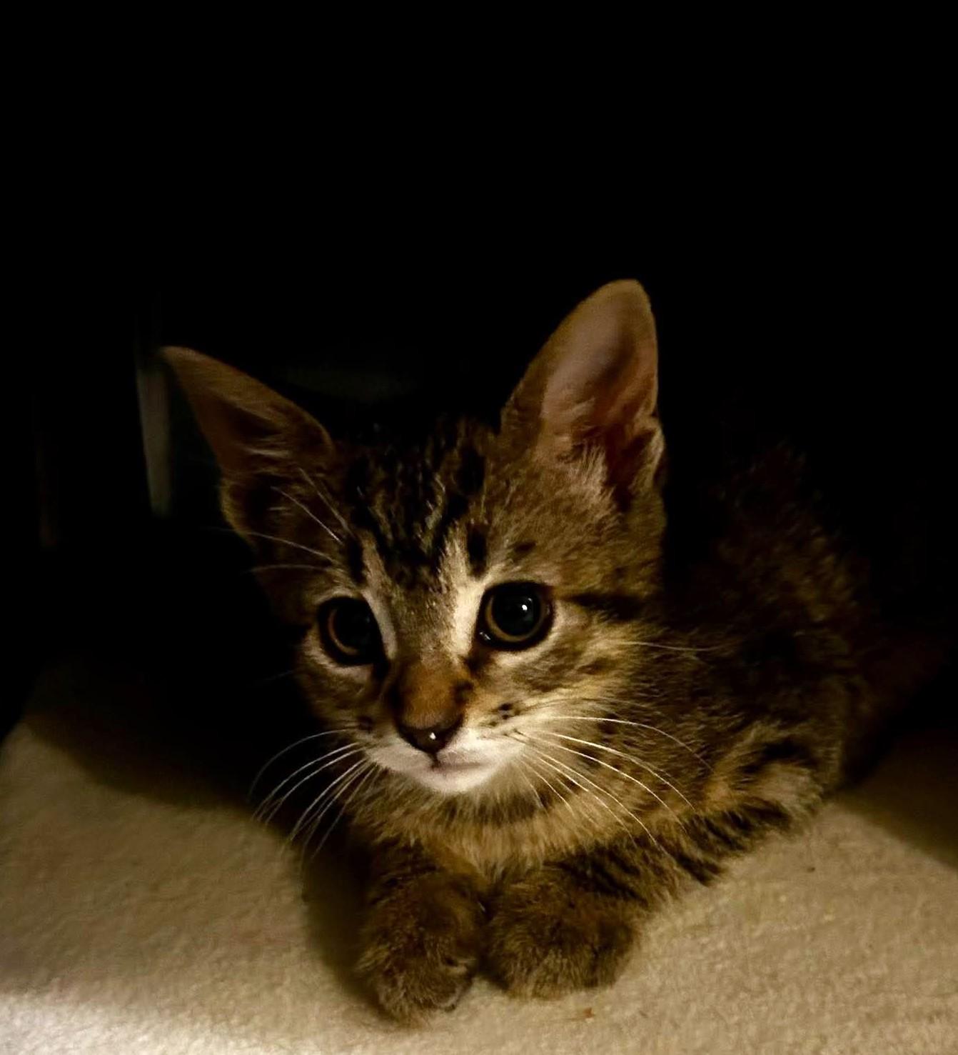 Brownie Batter, a ADOPTABLE Domestic Short Hair in Bloomsdale, MO image 4/5