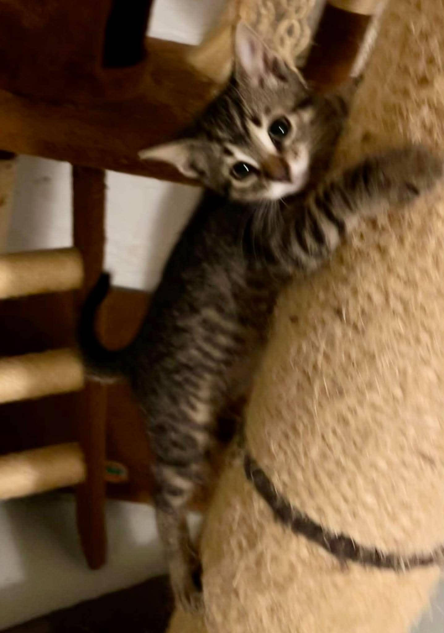 Brownie Batter, a ADOPTABLE Domestic Short Hair in Bloomsdale, MO image 5/5