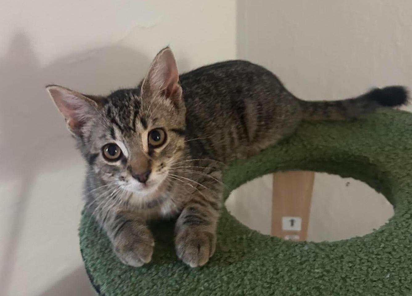 Brownie Batter, ADOPTABLE, Kitten Female Domestic Short Hair.