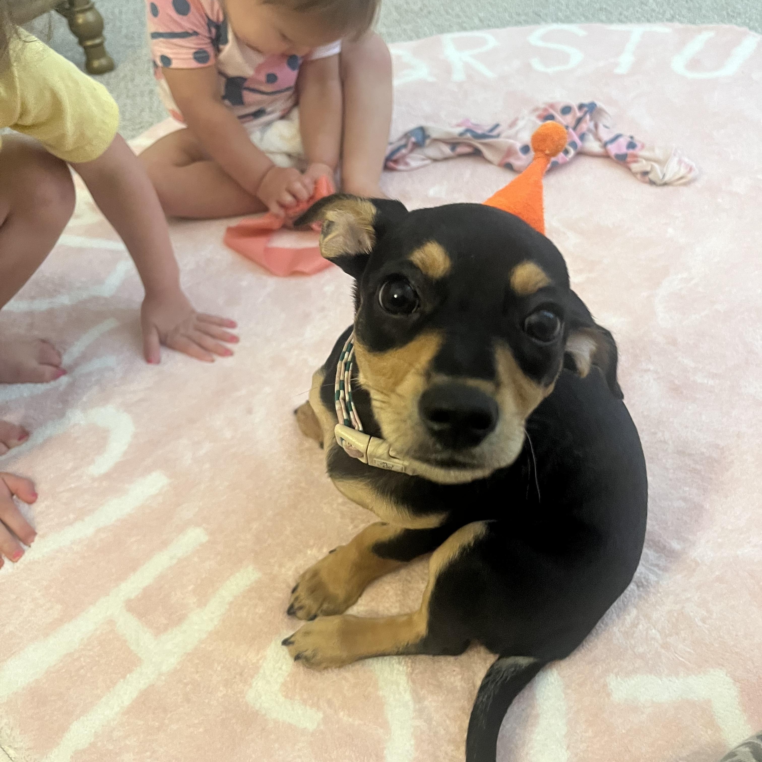 Enlarge Lulu, an adopted mixed breed in atlanta, GA image 1/3