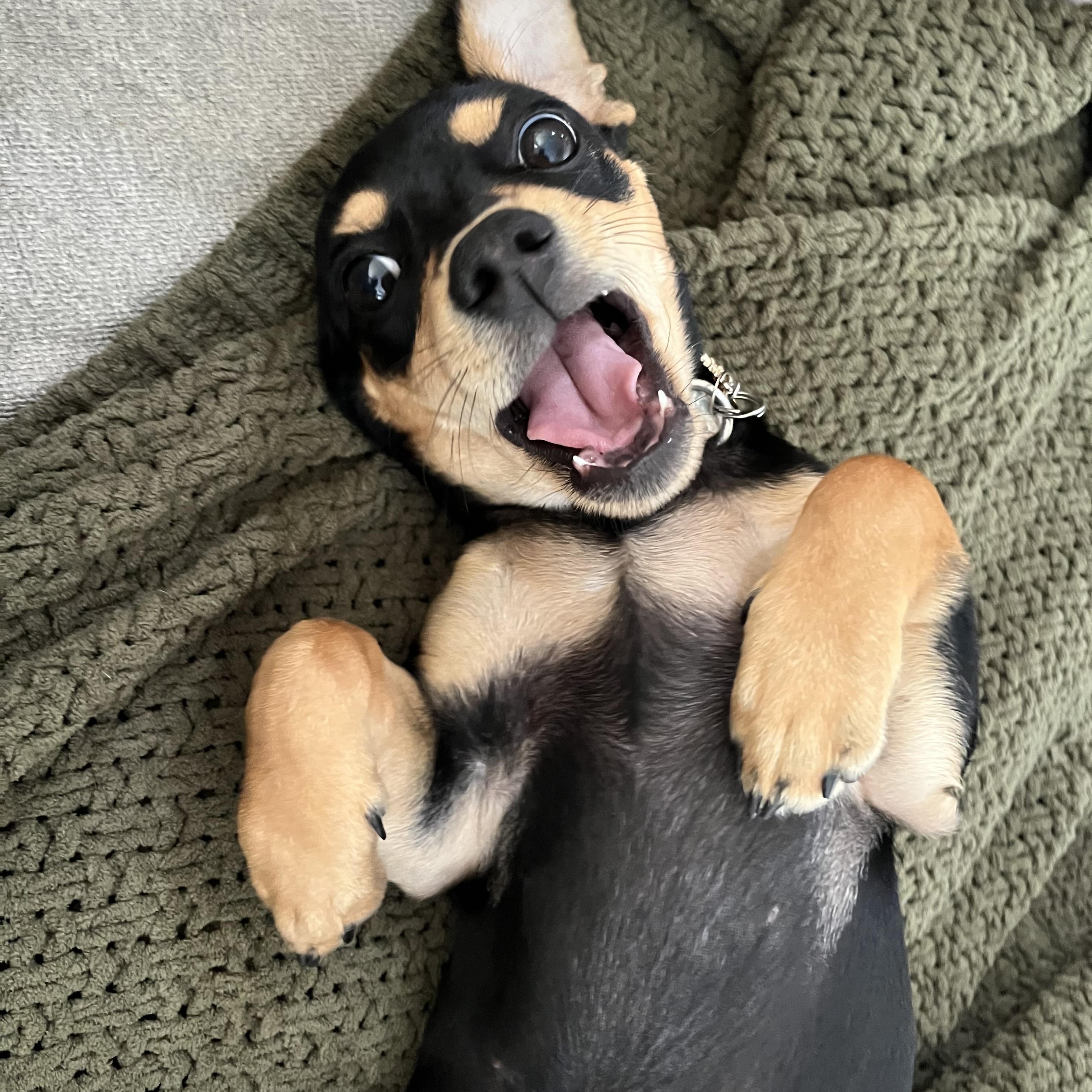 Enlarge Lulu, an adopted mixed breed in atlanta, GA image 3/3