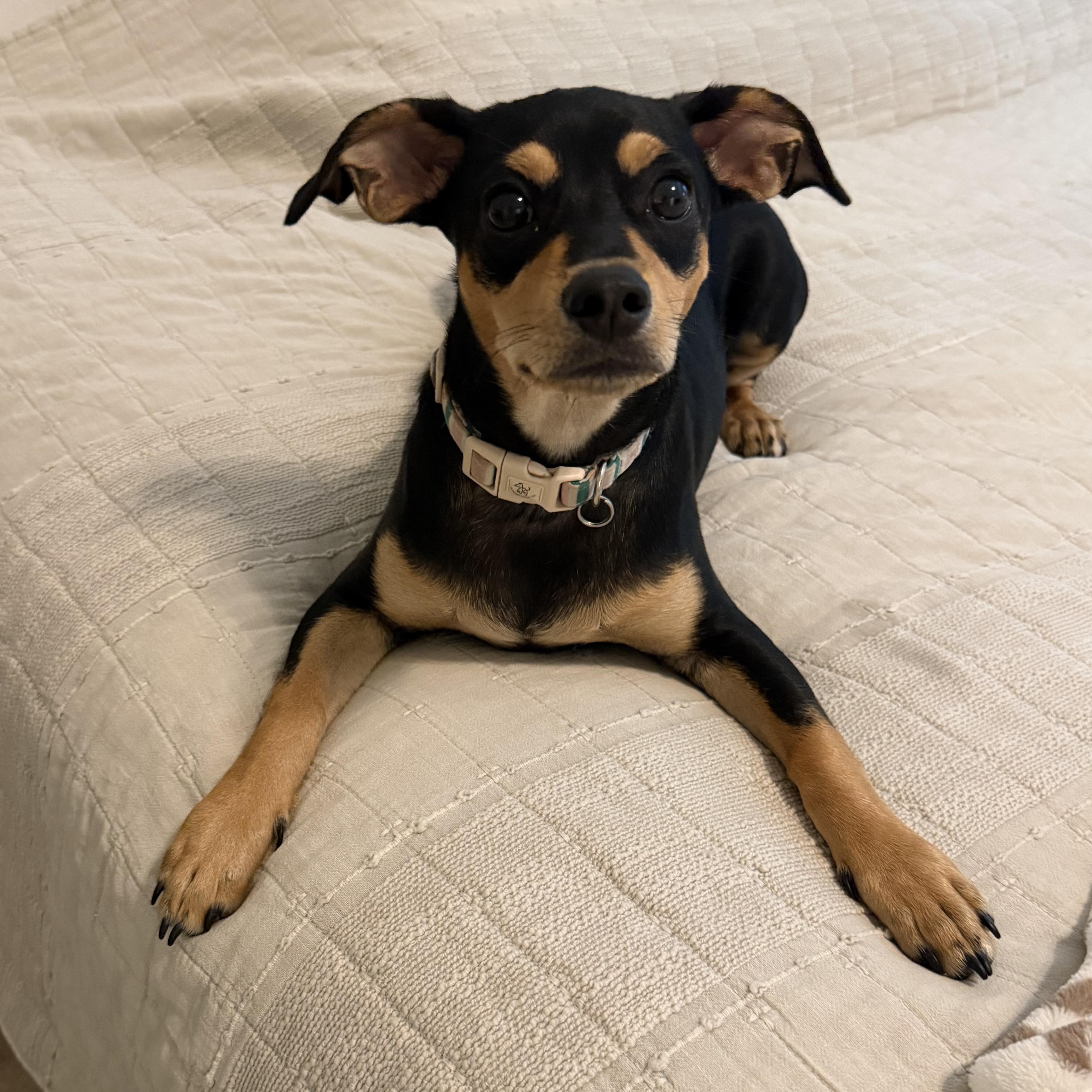Enlarge Lulu, an adopted mixed breed in atlanta, GA image 2/3