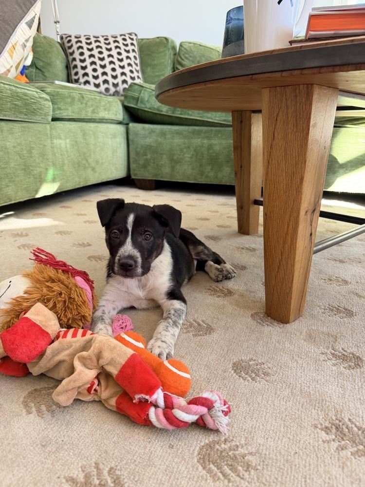 Enlarge Everest, a Adoptable mixed breed in Denver, CO image 1/6