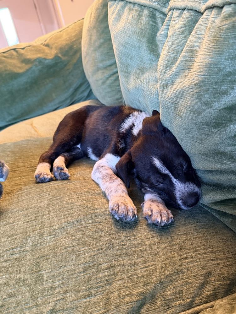 Enlarge Everest, a Adoptable mixed breed in Denver, CO image 2/6