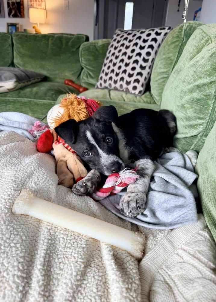 Enlarge Everest, a Adoptable mixed breed in Denver, CO image 3/6