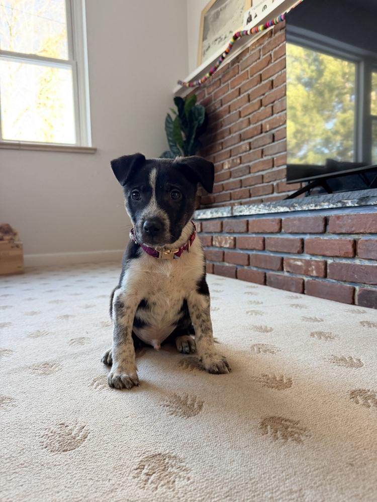 Enlarge Everest, a Adoptable mixed breed in Denver, CO image 4/6