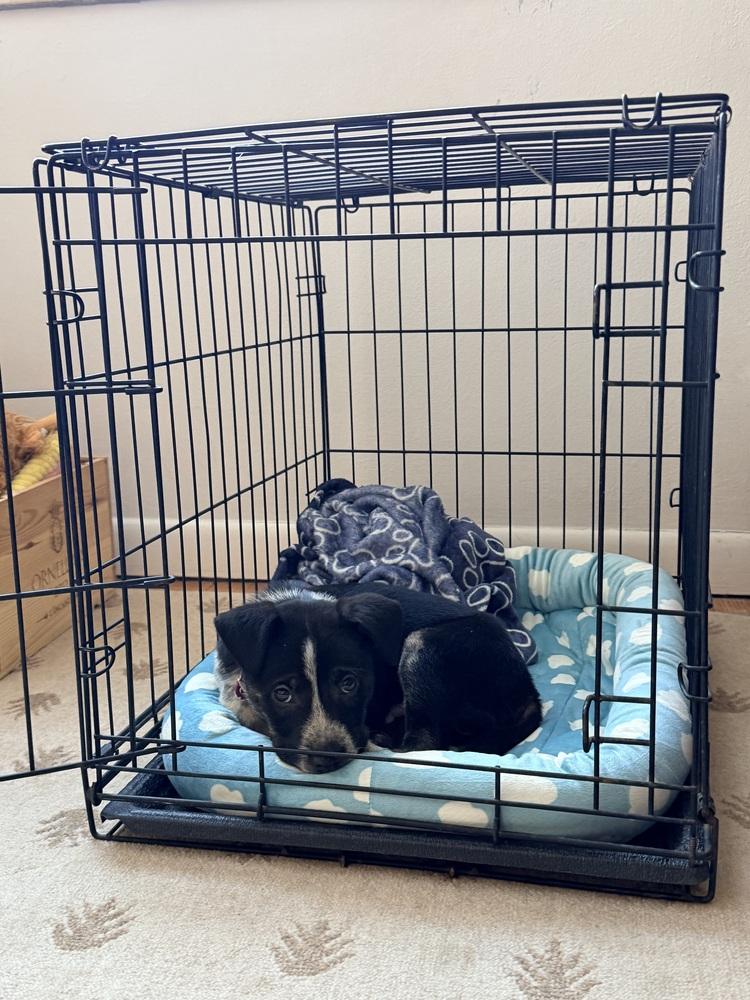 Enlarge Everest, a Adoptable mixed breed in Denver, CO image 5/6