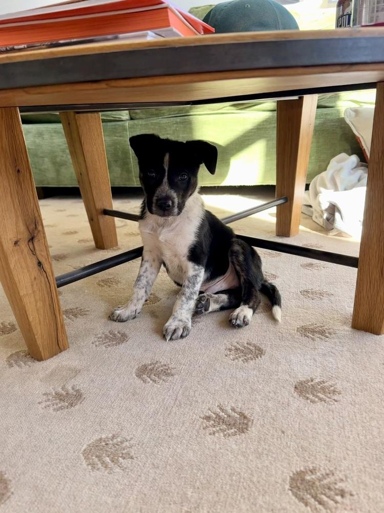 Enlarge Everest, a Adoptable mixed breed in Denver, CO image 6/6