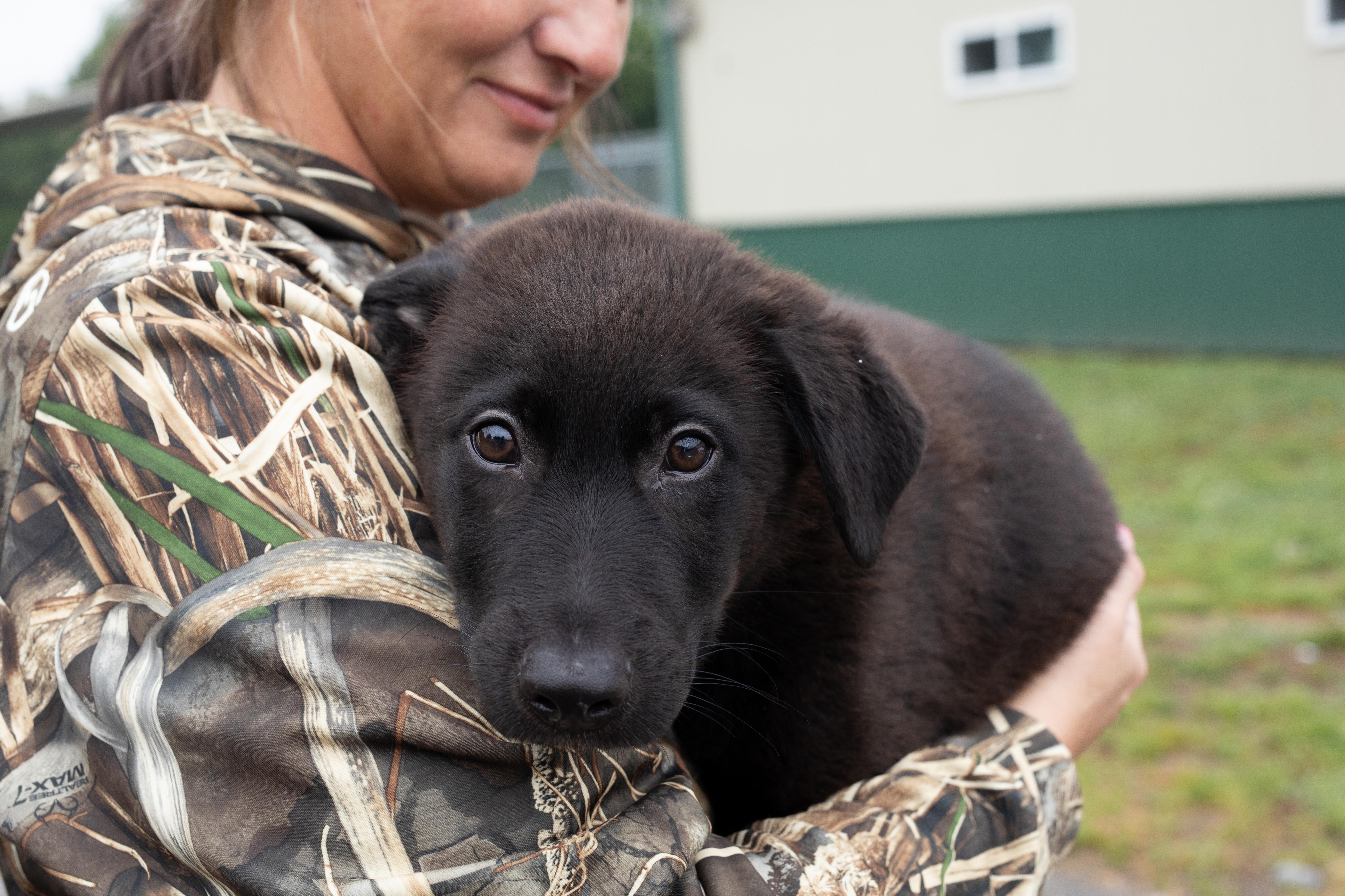 Benny, adopted, Puppy Male Black Labrador Retriever.
