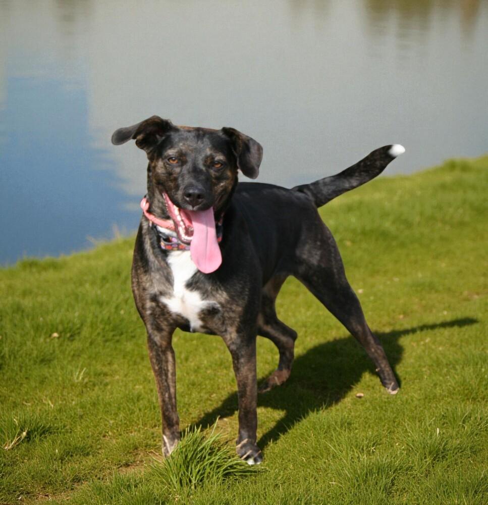 Maggie, a Adoptable mixed breed in Pulaski, TN image 1/5