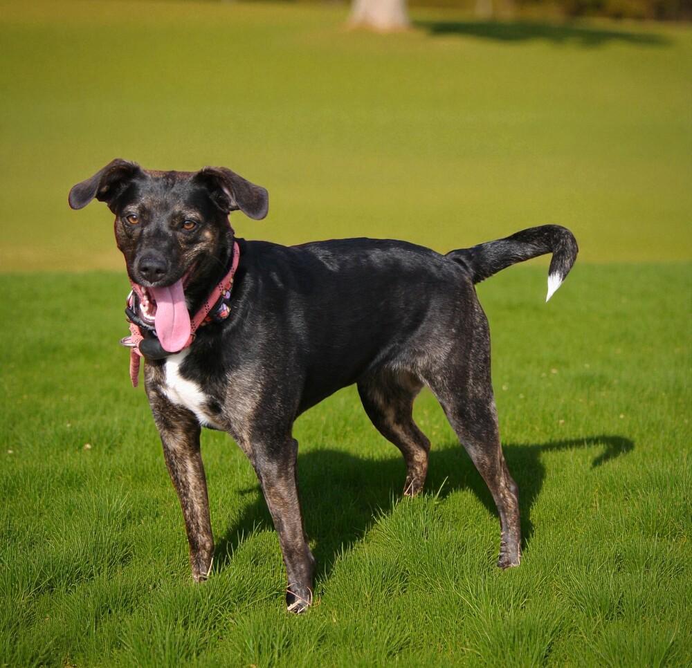 Maggie, a Adoptable mixed breed in Pulaski, TN image 2/5