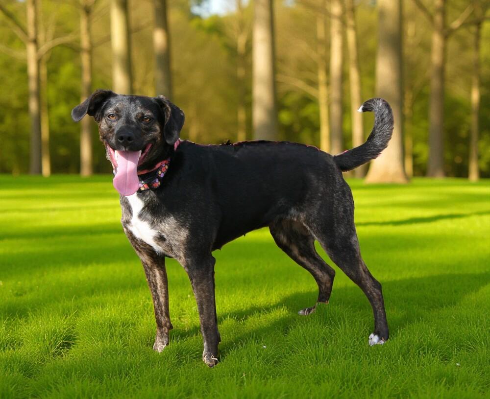 Maggie, a Adoptable mixed breed in Pulaski, TN image 5/5