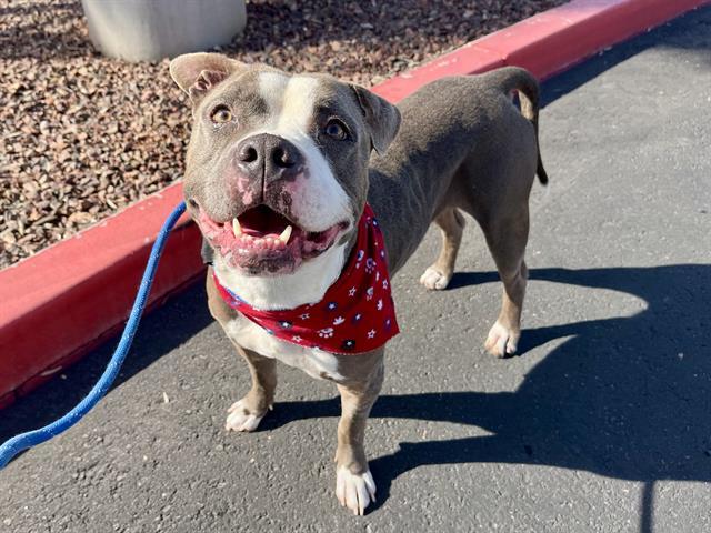 BENNETT, Adoptable, Adult Male Pit Bull Terrier & Mixed Breed.