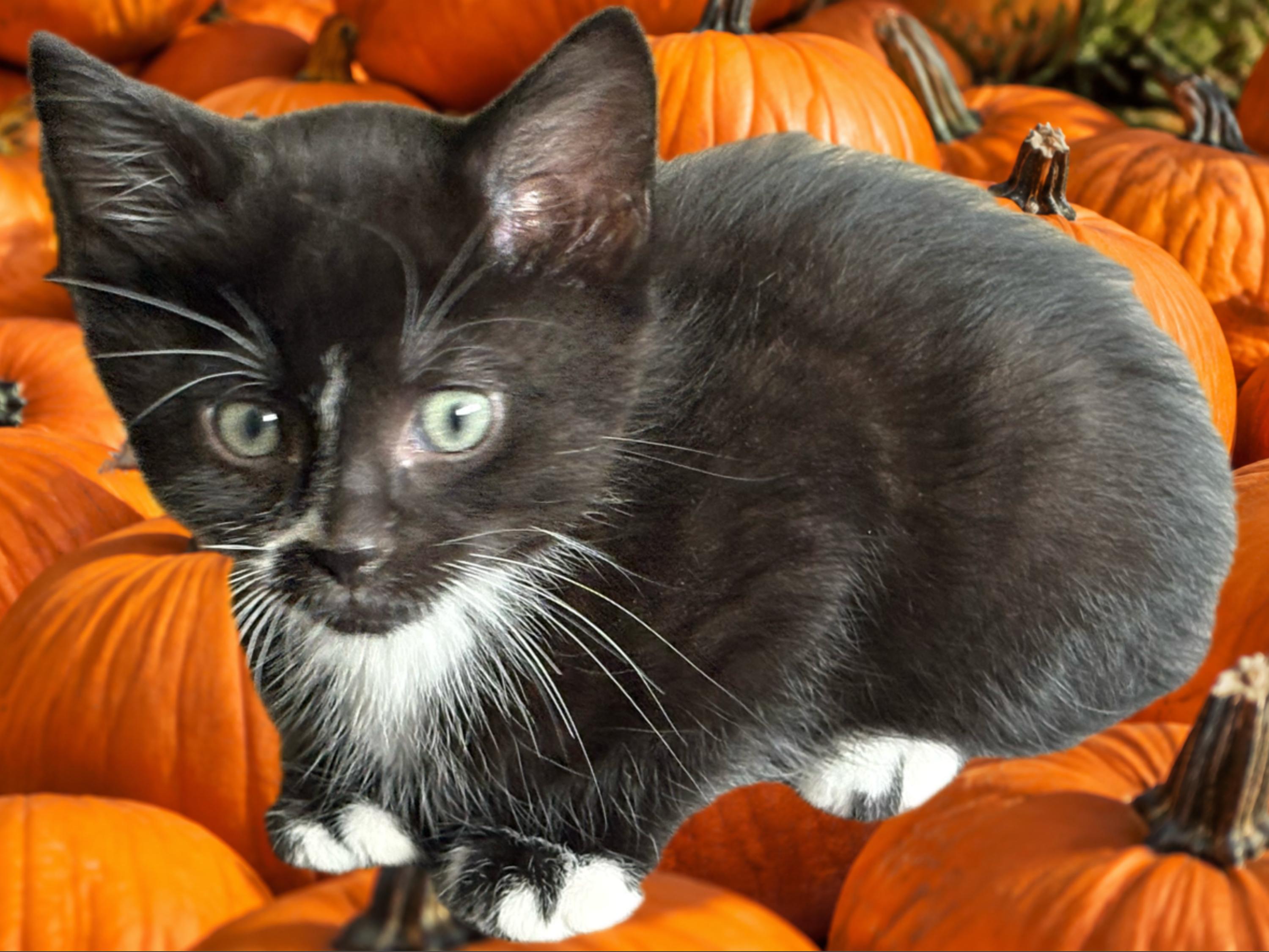 Enlarge Dodger, a Adopted Tuxedo in Cleveland, OH image 2/3