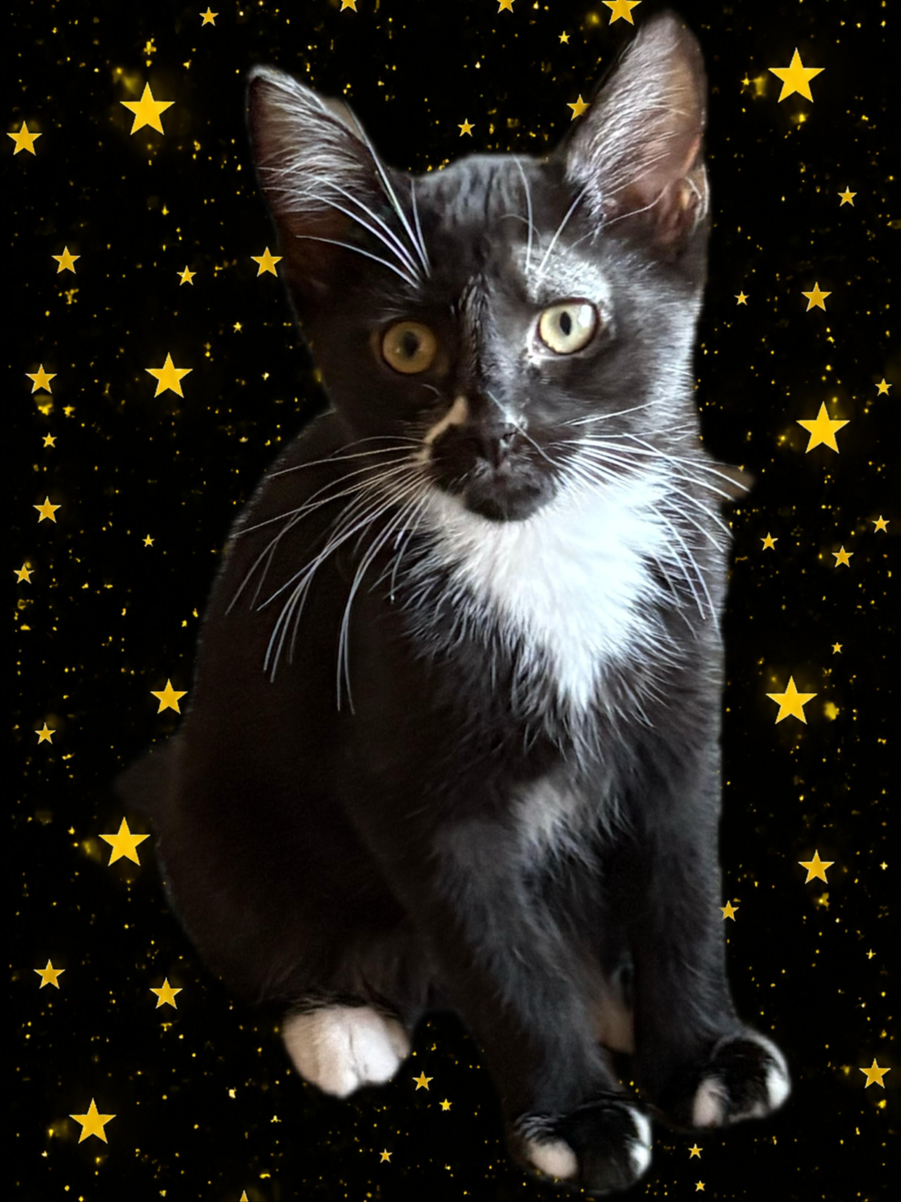 Dodger, Adopted, Young Male Tuxedo.