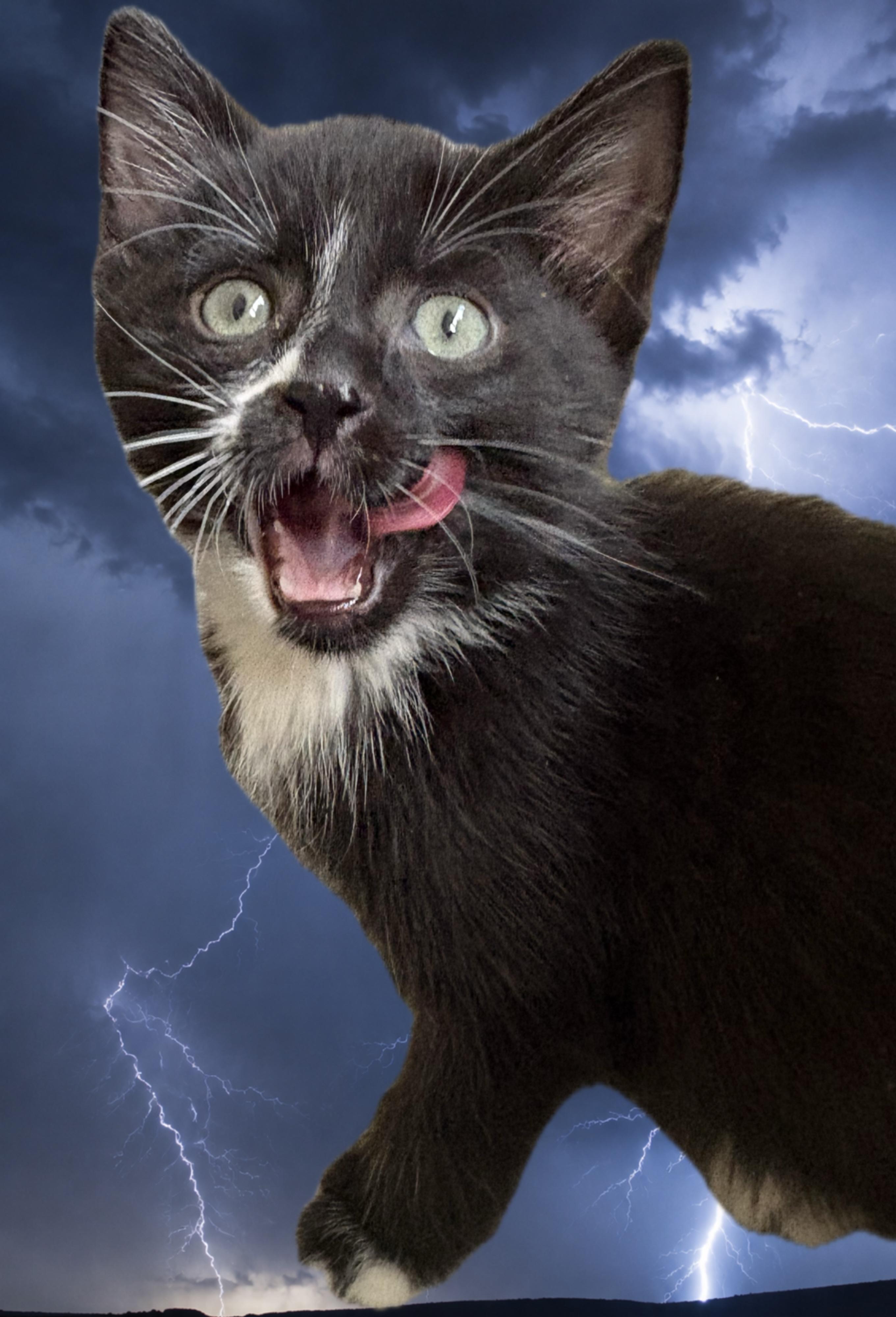 Enlarge Dodger, a Adopted Tuxedo in Cleveland, OH image 3/3