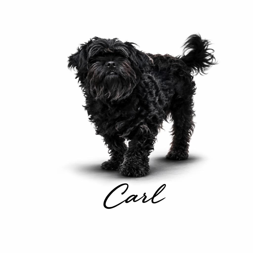 Carl, Adoptable, Adult Male Mixed Breed.