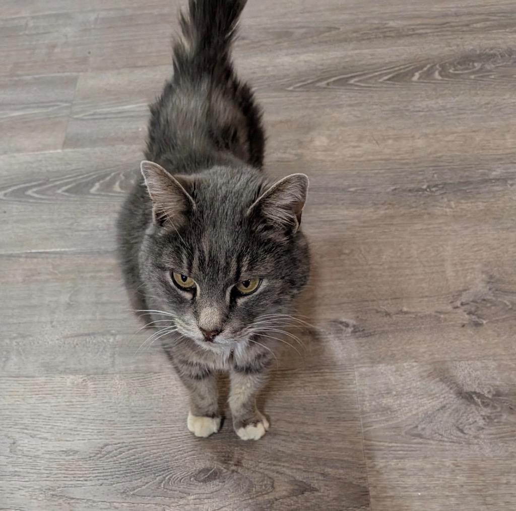 Quimby, Adoptable, Adult Female Domestic Short Hair.