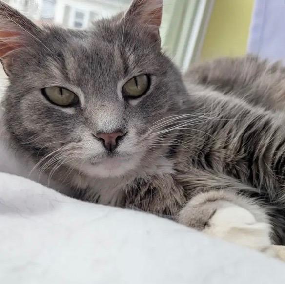 Quimby, a Adoptable Domestic Short Hair in Gorham, ME image 2/4