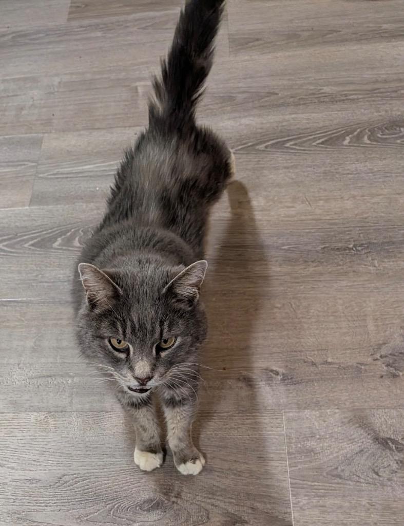 Quimby, a Adoptable Domestic Short Hair in Gorham, ME image 3/4