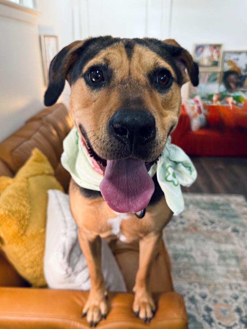 Dog for adoption - Mary Puppins and her wiggle welcome, a Labrador ...