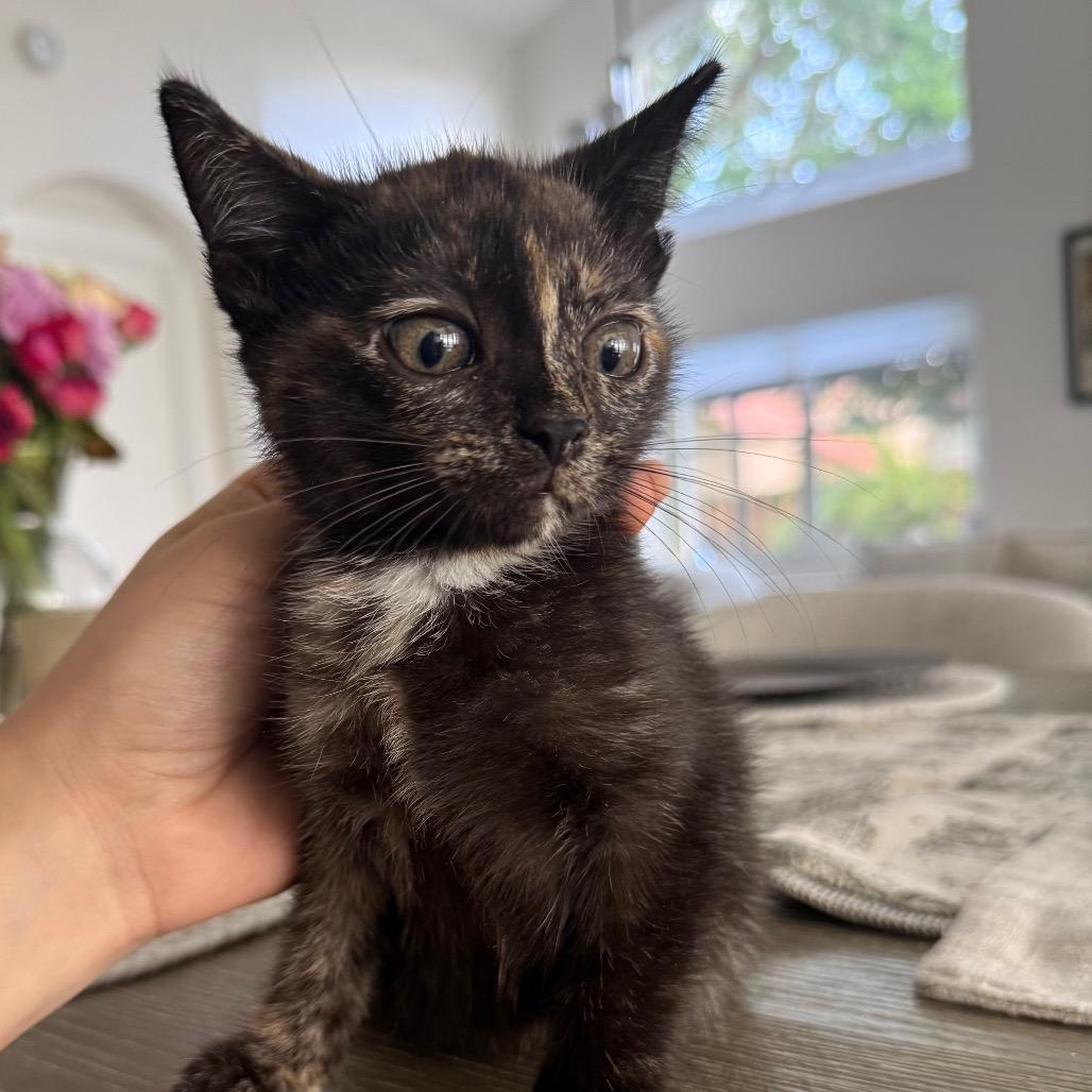 Martha, Adoptable, Kitten Female Domestic Short Hair.