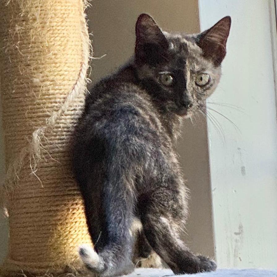 Martha, a Adoptable Domestic Short Hair in Miami, FL image 2/6