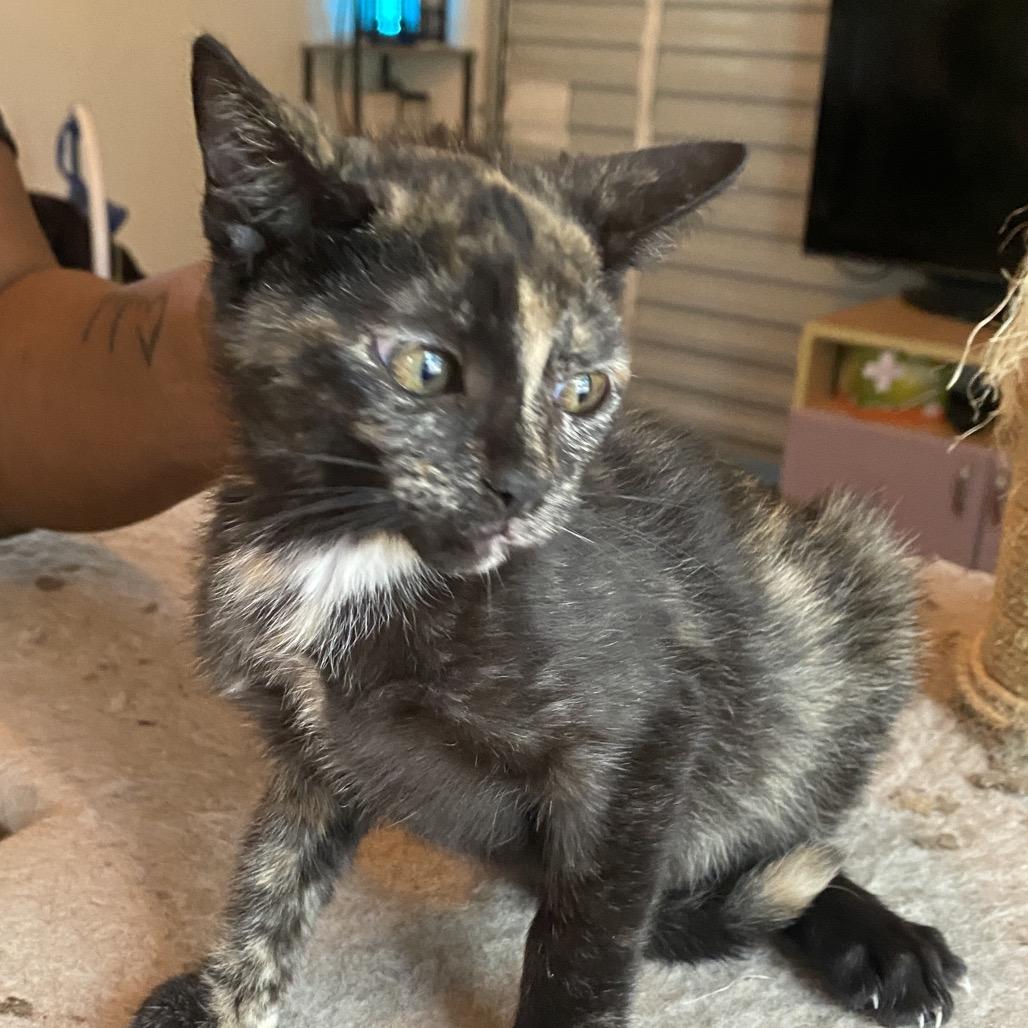 Martha, a Adoptable Domestic Short Hair in Miami, FL image 3/6