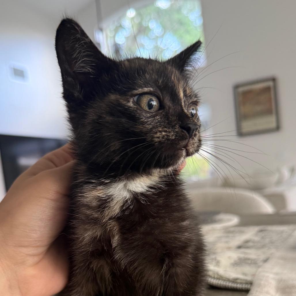 Martha, a Adoptable Domestic Short Hair in Miami, FL image 4/6