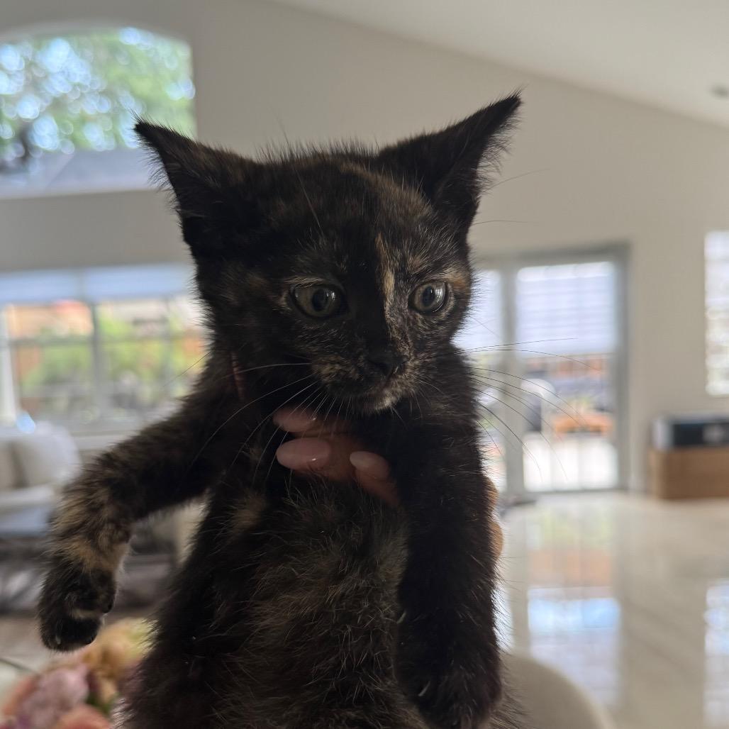 Martha, a Adoptable Domestic Short Hair in Miami, FL image 5/6
