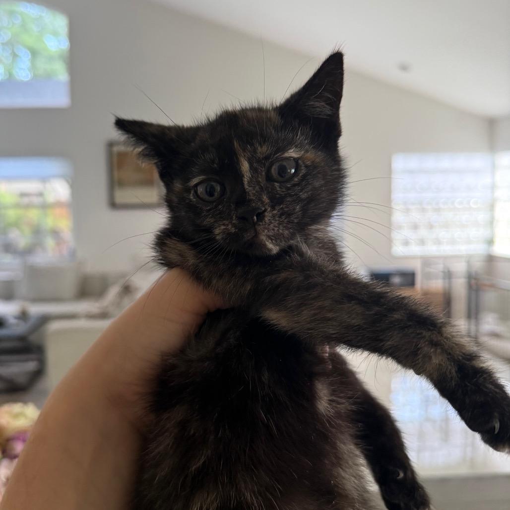Martha, a Adoptable Domestic Short Hair in Miami, FL image 6/6