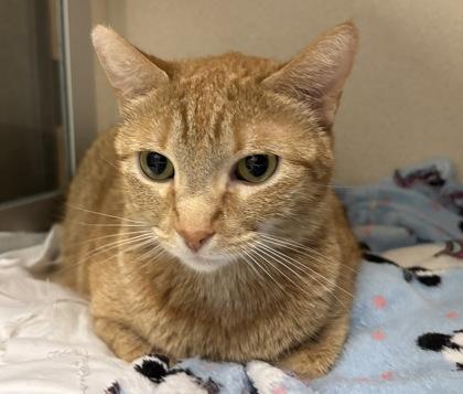 Enlarge Xena, a Adoptable mixed breed in East Brookfield, MA image 1/1