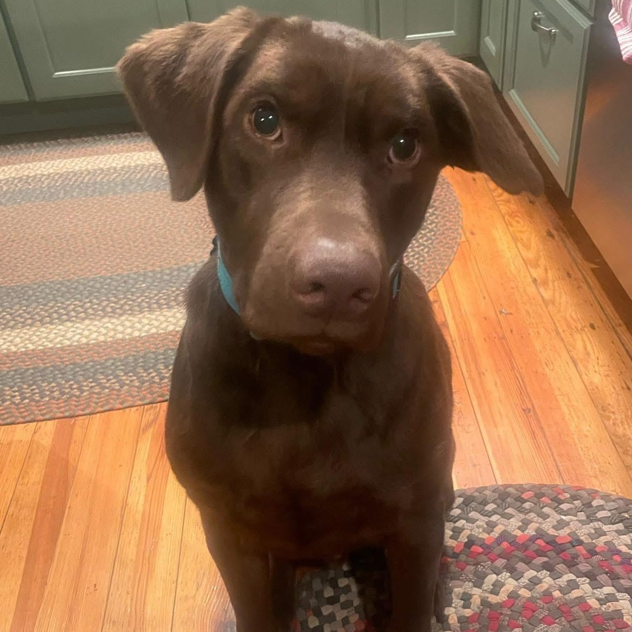 Enlarge Graham, a Adoptable Chocolate Labrador Retriever in East Windsor , CT image 1/1