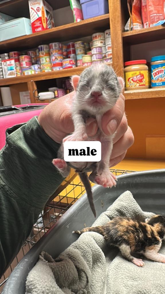 Enlarge Conrad, an adopted Domestic Short Hair in Columbus, NE image 1/1