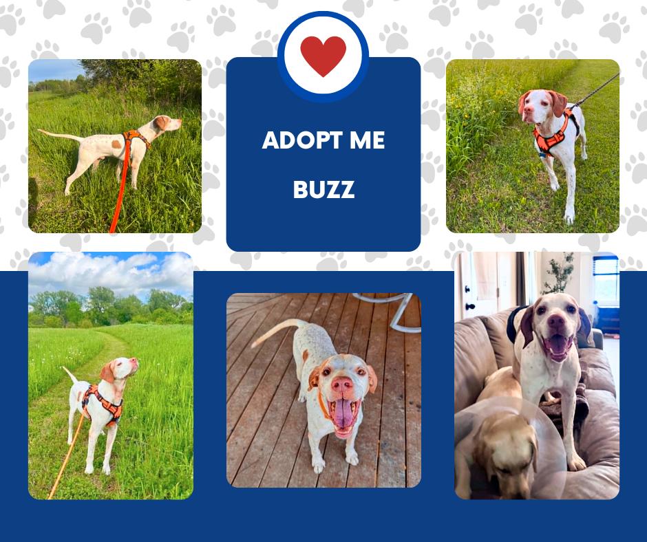 Buzz (NY), ADOPTABLE, Senior Male English Pointer.