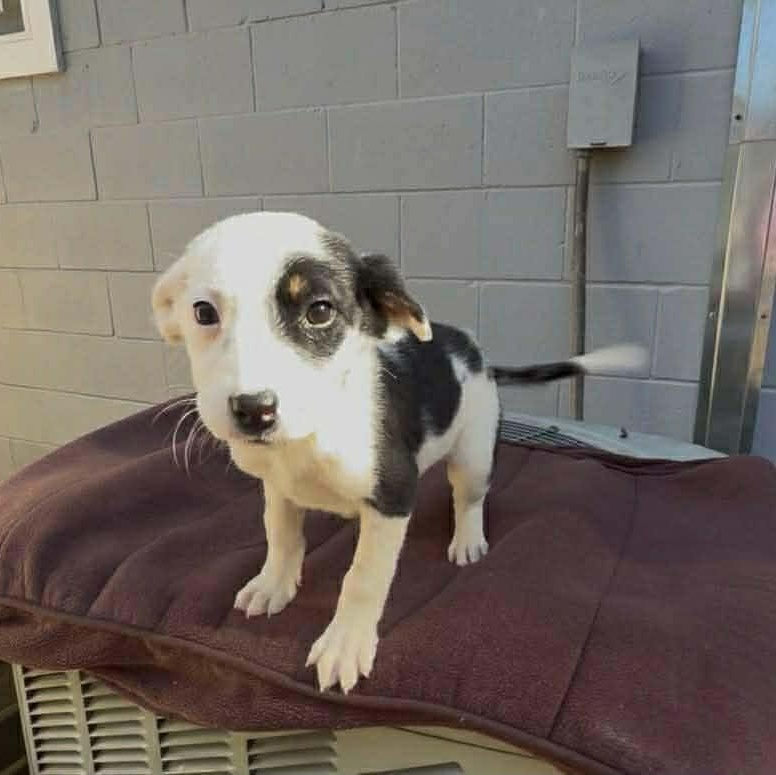 Rose, ADOPTABLE, Puppy Female Australian Shepherd.