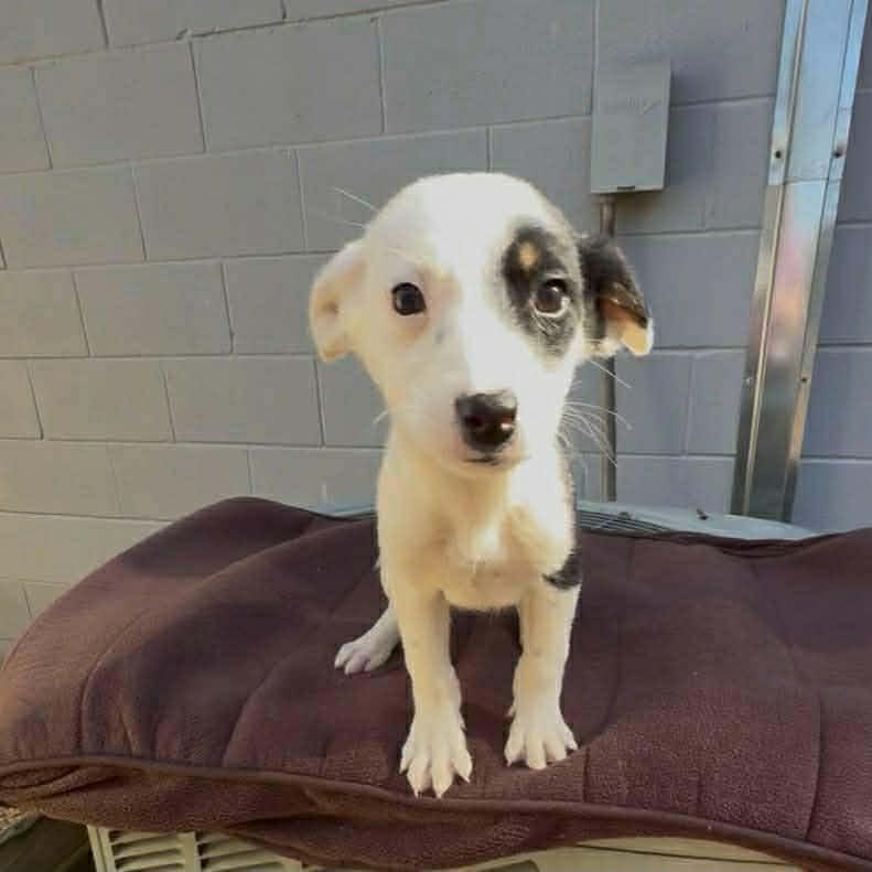 Enlarge Rose, a ADOPTABLE mixed breed in Westport, MA image 2/2